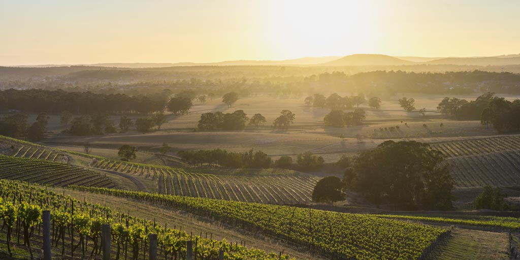 Hunter Valley Wine Tour