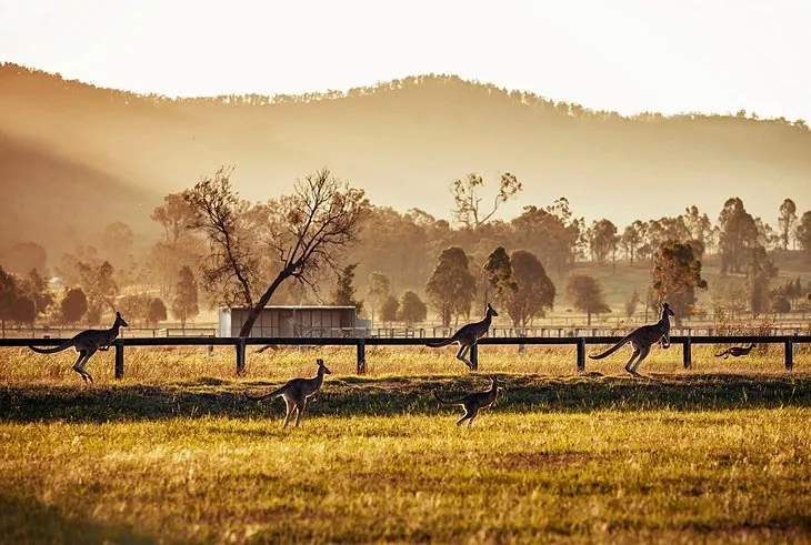 Hunter Valley Vineyard Views